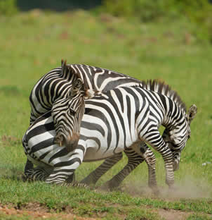 Elegant%20Wild%20Safaris