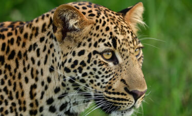 Leopard spotted on a 4 Days Masai Mara and Lake Nakuru joining safari with Elegant Wild Safaris