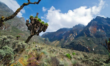 Prehistoric giant heather trees on a 4-Days Rwenzori Trekking Expedition with Elegant Wild Safaris