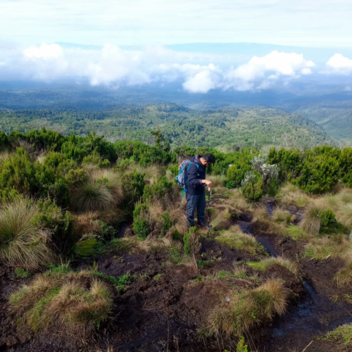 Hiker trekking through lush green high-altitude moorland on a guided Mount Kenya day hike expedition
