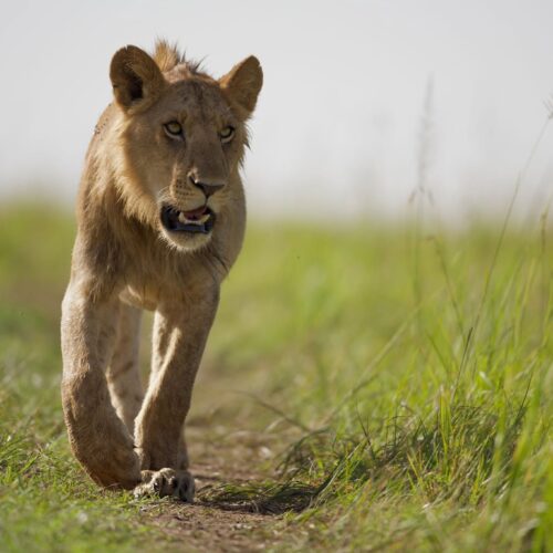 Rhinos on a Half-Day Nairobi National Park Safari with Elegant Wild Safaris